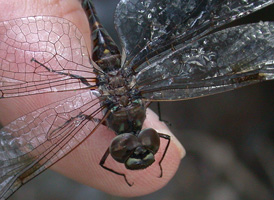 Taper-tailed Darner